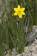 Fleur de Narcissus assoanus