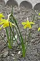 Narcisse odorant (Narcissus ×odorus)