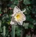 Narcissus 'Ice Follies'