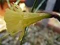 Fleur de Narcissus hedraeanthus
