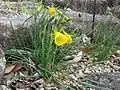 Flowers of Narcissus bulbocodium