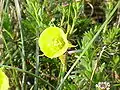 Narcissus bulbocodium ssp. bulbocodium