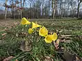 Narcissus bulbocodium ssp. citrinus