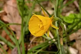 Trompette de Méduse (Narcissus bulbocodium) cultivée