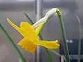 Fleur de Narcissus cuatrecasasii