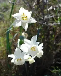 Un narcisse douteux(Narcissus dubius)