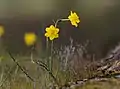 Narcissus jonquilla en Espagne, face.