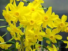 Flowers of Narcissus jonquilla