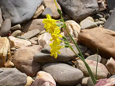 Narcissus jonquilla en Espagne, profil.