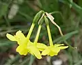 Inflorescence (Narcissus jonquilla subsp. fernandesii, cultivé).