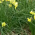 Feuillage tubulaire (Narcissus jonquilla subsp. fernandesii, cultivé).