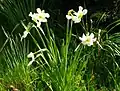 Groupe de Narcisses à deux fleurs.