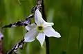 Narcisse des poètes (Narcissus poeticus) cultivé