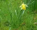 Un narcisse jaune(Narcissus pseudonarcissus)