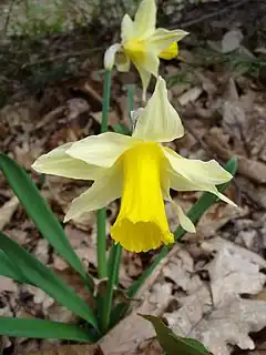 Fleur de la Jonquille