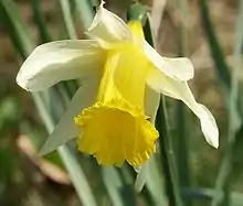 Narcissus pseudonarcissus.