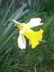 Narcissus pseudonarcissus subsp. nobilis ou Narcisse trompette.