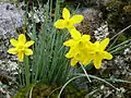 Flowers of Narcissus rupicola