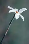 Flower of Narcissus serotinus