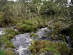 Rivière Naremoru s'écoulant dans la forêt de nuage.