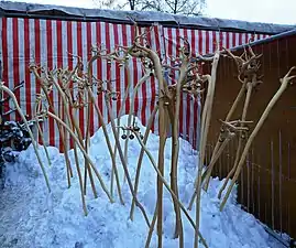 Les Hästräger de la Narrenzunft Nordrach portent des bâtons épluchés avec le rhizome vers le haut, aux extrémités desquels sont fixées 4 clochettes.