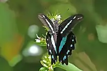 Papilio nireus pseudonireus en train de butiner