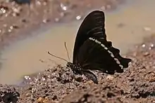 Papilio nireus lyaeus, ailes repliées