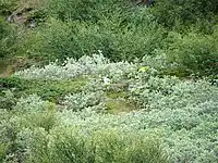 Paysage au mois d'août avec Salix glauca dans la région de Narsarsuaq (sud-ouest du Groenland)