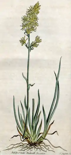 Description de l'image Narthecium americanum CBM.png.