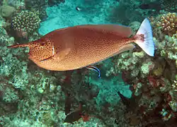 Un petit poisson bleuté déparasite le ventre d'un grand nasique de couleur beige près du récif.