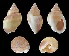 Nassarius (Nassarius) coronatus