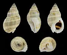 Nassarius (Niotha) distortus (Smooth form)