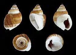 Nassarius (Plicarcularia) elegantissimus