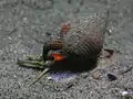 Escargot marin fouisseur Nassarius fossatus (le siphon est à gauche).