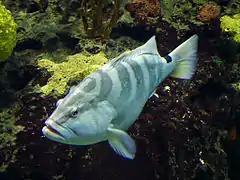 Epinephelus striatus