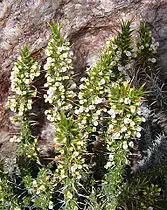 Feuilles et fleurs de Nassauvia ulicina