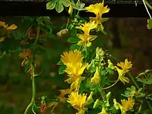 Fleurs jaunes vif de structure complexe étrange feuillage vert intense se détachant sur un fond sombre