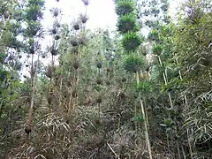 Calumets (Nastus borbonicus), bambou endémiques de l'île de la Réunion (France).