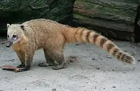 Coati roux (Nasua nasua)