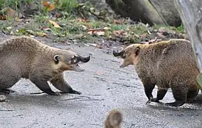 Le coati est batailleur.