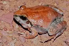 Description de l'image Natal Sand Frog (Tomopterna natalensis) (6885870624).jpg.