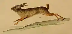 Description de l'image Natal red rock hare, Pronolagus crassicaudatus I. Geoffroy, 1832.jpg.