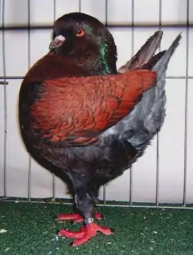 Pigeon modène schietti bronze.