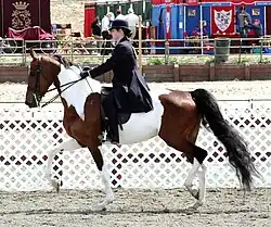 National Show Horse bai tobiano