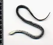 Un serpent est sur le dos, laissant apparaître un motif ventral noir et blanc.