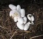 Une grosse dizaine d'œufs blancs est posée sur du compost.