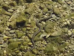 Couleuvre vipérine (« Natrix maura ») (Albarine).