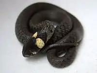Un petit serpent sombre est lové.