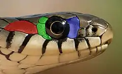 Tête en gros plan d'une couleuvre à collier. Des écailles ont été colorées artificiellement afin de les faire ressortir.