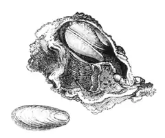 Description de l'image Natural History - Mollusca - Gastrochaena.png.